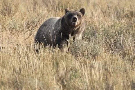 Hiker Injured by Bear in Wilderness Area Flown to Hospital